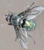 Bellardia vulgaris